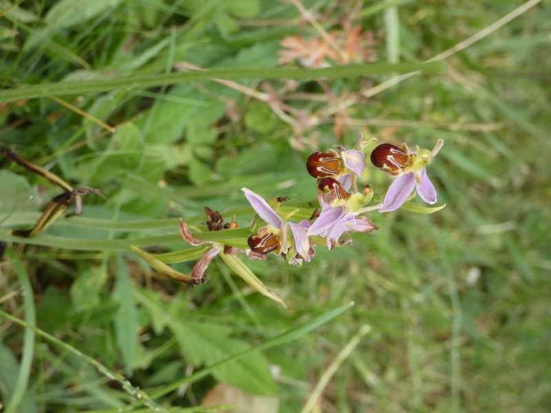 OPHRYS ABEILLE.Je l’ai photographié chez ma voisine le 10 Juin dernier. Ces orchidées sauvages ont envahi le jardin de ma voisine.J’ai longtemps été curieuse de savoir à quoi elles ressemblaient.MELODIE LEGOFF